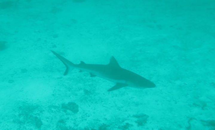 Summer Shade Maldives ダラバンドゥ エクステリア 写真