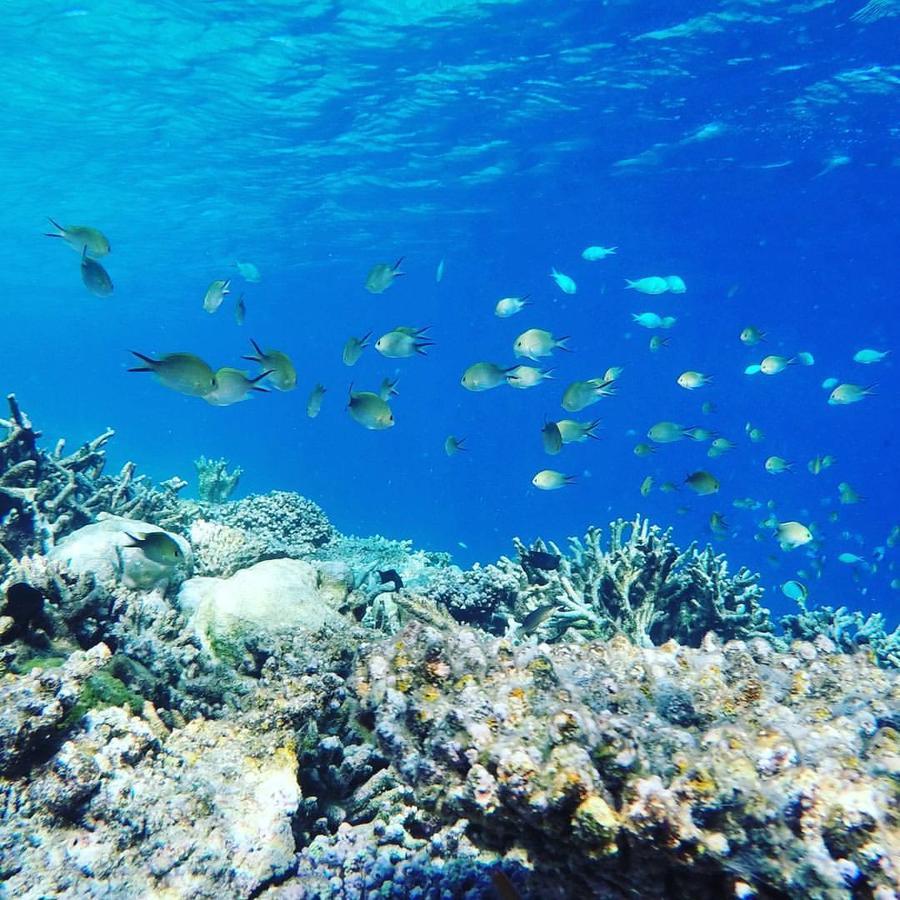 Summer Shade Maldives ダラバンドゥ エクステリア 写真
