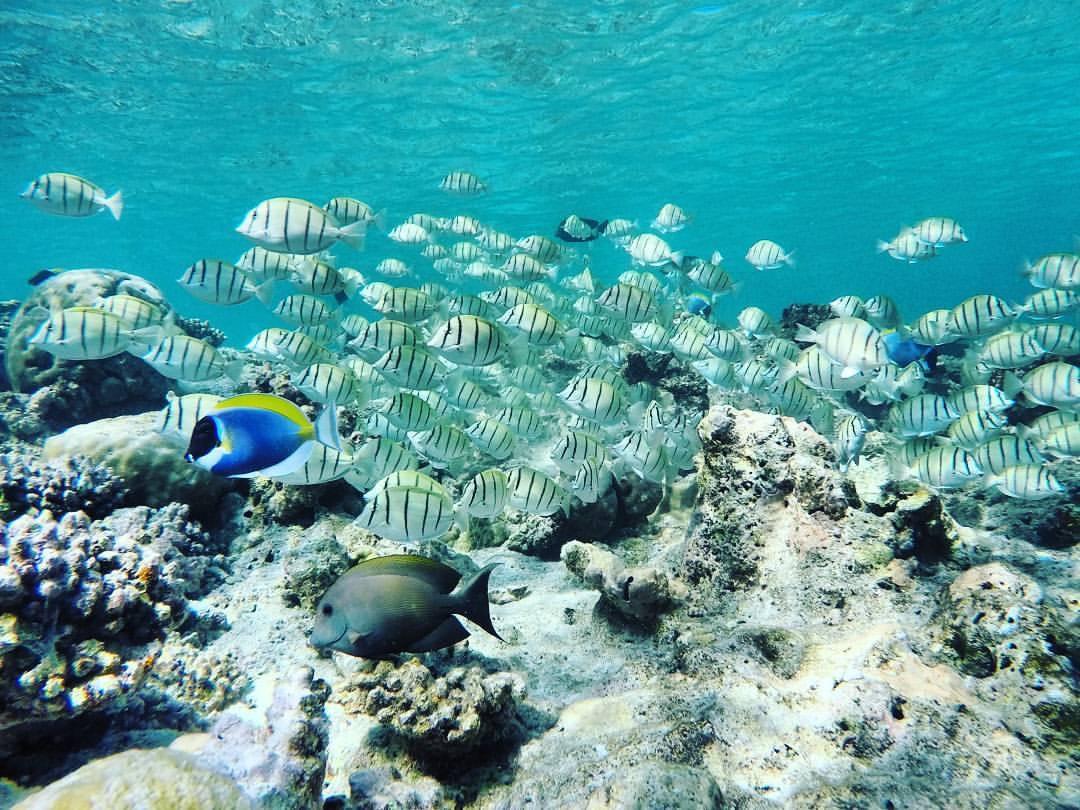 Summer Shade Maldives ダラバンドゥ エクステリア 写真